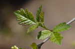 Fragrant sumac